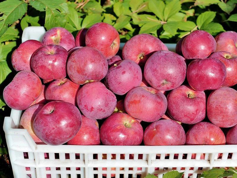 cueillette et stockage des pommes