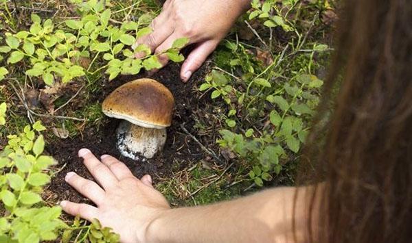 chercher des champignons