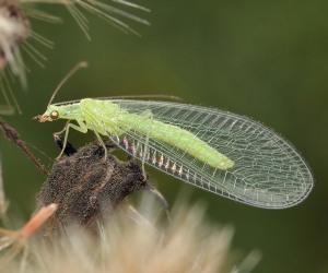 ¿Cuáles son algunos insectos útiles para el jardín?