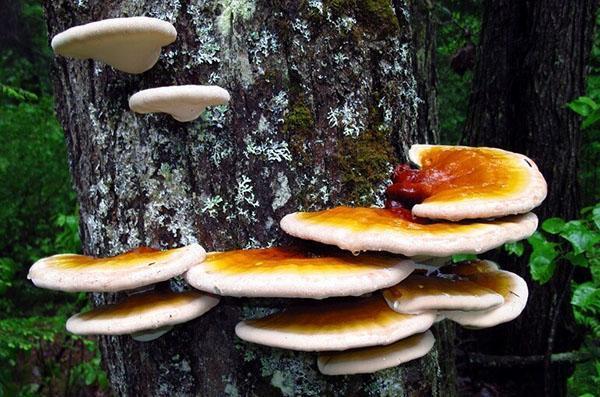 champignon reishi