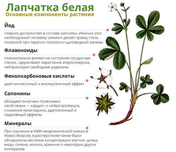 les principaux composants de la plante