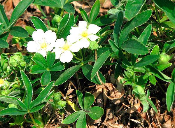 fleurs de potentille blanche