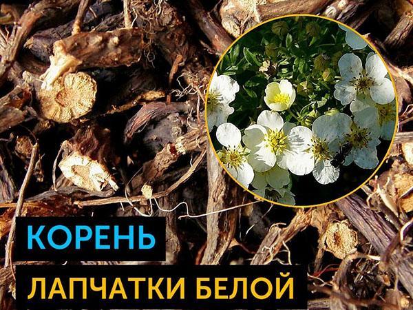 racines utiles de Potentilla blanche