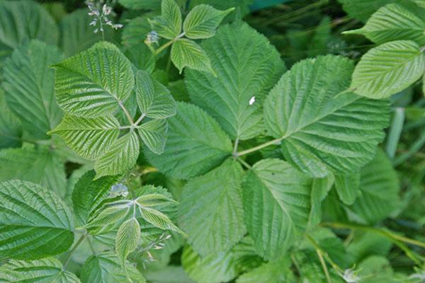 les feuilles de mûrier ont des propriétés médicinales