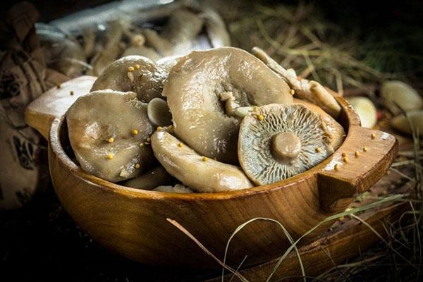 propriétés utiles des champignons au lait salé