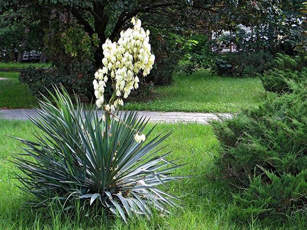 propriétés bénéfiques du yucca