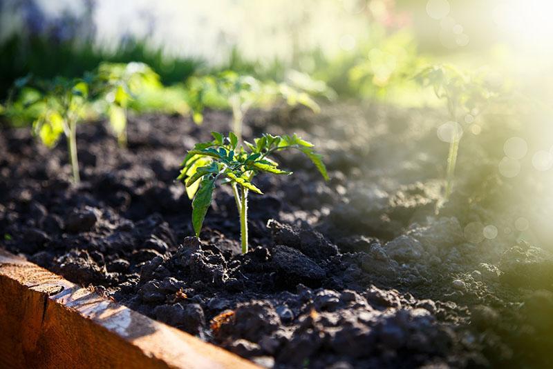 mejorar el desarrollo de las plantas