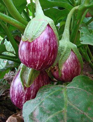 L'aubergine contient beaucoup d'acide ascorbique