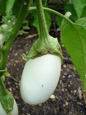 Limiter la consommation d'aubergine est nécessaire pour les maladies du tractus gastro-intestinal