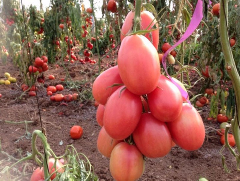 los tomates maduran