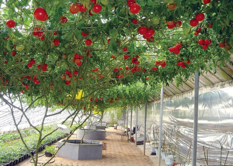 árbol de tomate