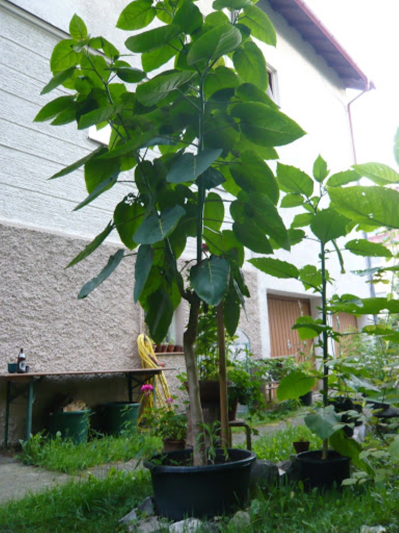 árbol de tomate en una olla