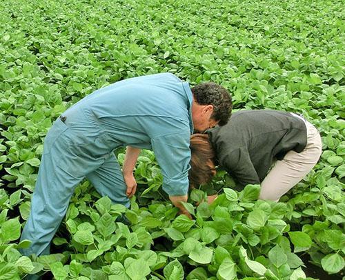 Champ de haricots Adzuki