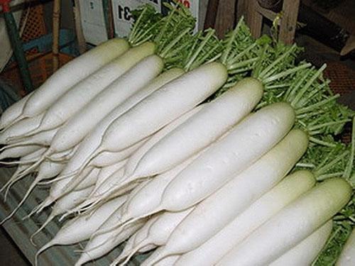 Cosecha de rábano daikon