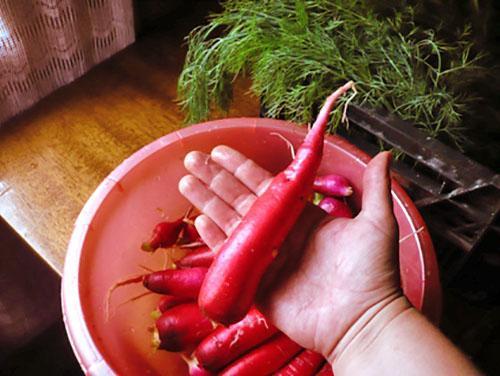 Aquí hay un gigante rojo