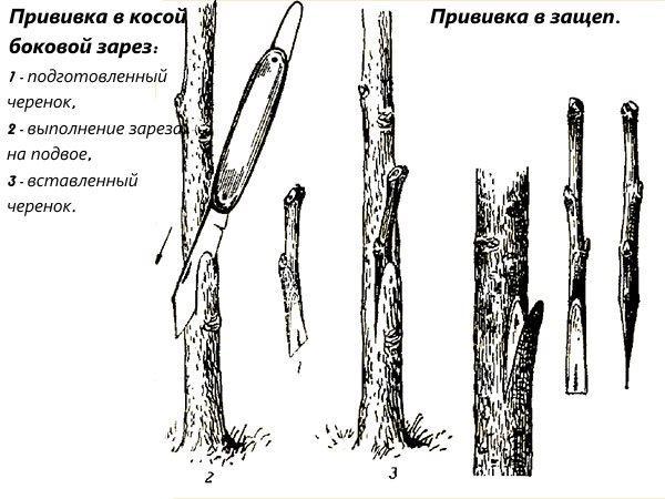 Inoculación en el corte del lado oblicuo y en la férula