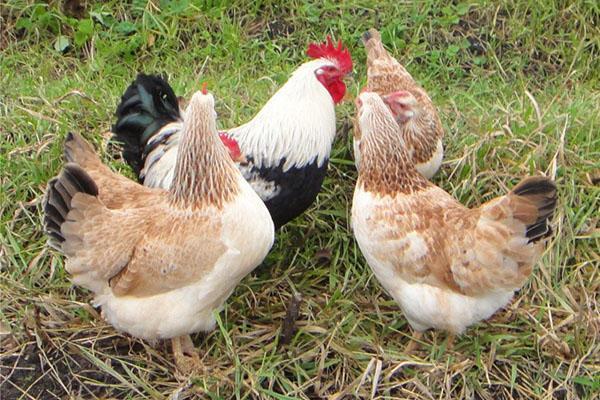 Raza de pollos salmón Zagorsk