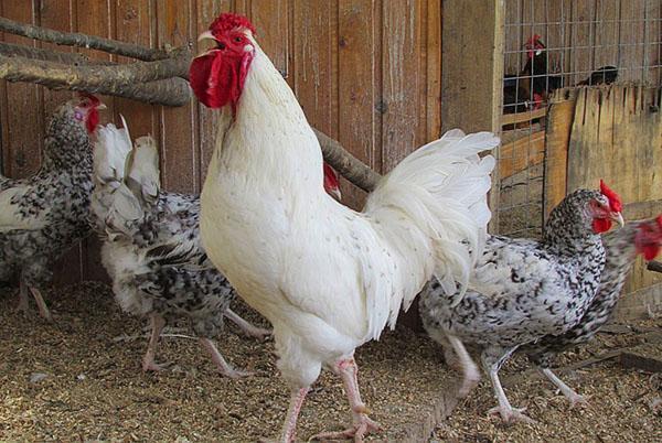 Raza de pollos Pushkin abigarrado a rayas