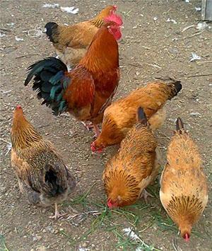 Los pollos se reproducen en el jubileo de Kuchinskaya.