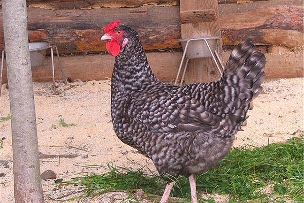 Pollos dominantes