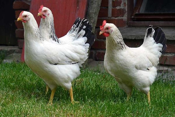 Gallinas ponedoras dominantes