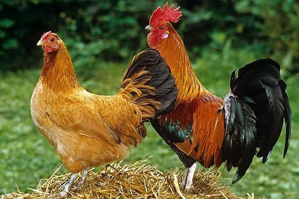 Gallo y gallina