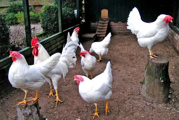 Pollos Leghorn blanco