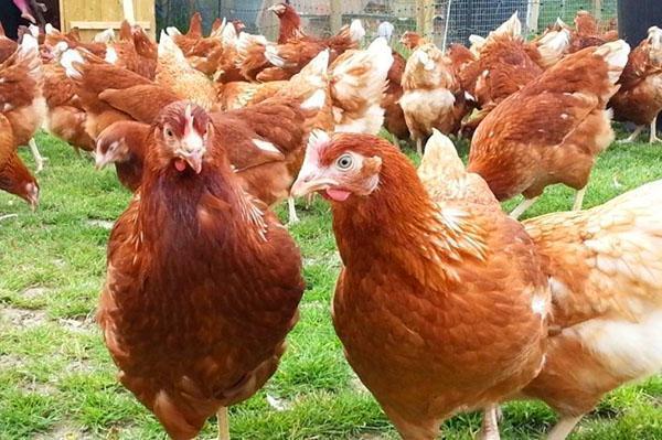 Gallinas ponedoras holandesas Hisex Brown