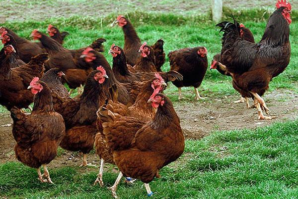 Pollos de Rhode Island