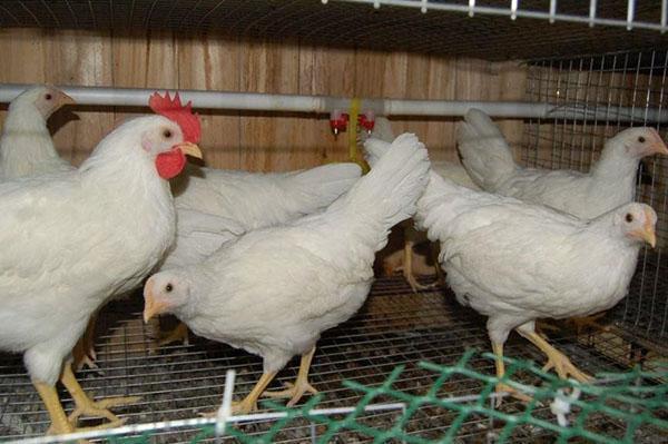 Pollos de raza blanca rusa