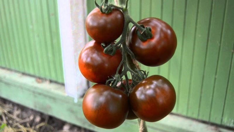 cepillo de tomate Kumato