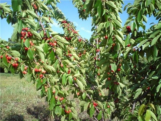 cerises à leur chalet d'été