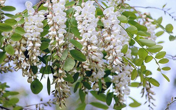 l'acacia blanc fleurit abondamment