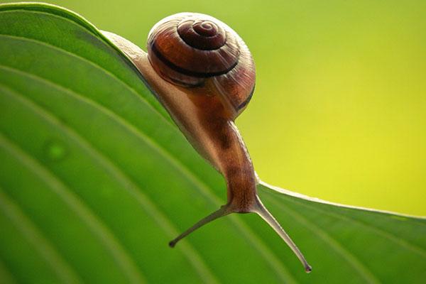 escargot sur le compartiment