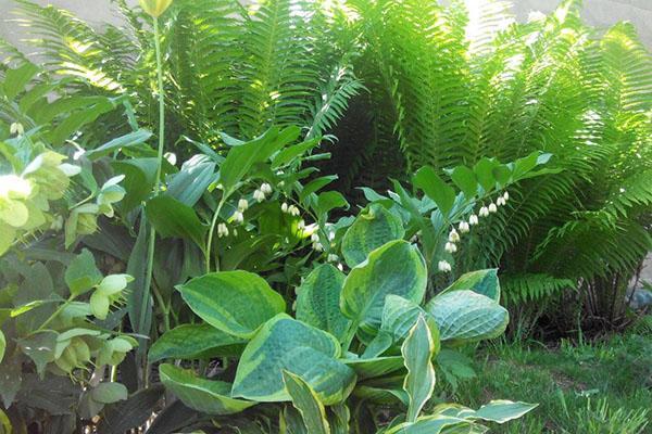 acheté à côté de fougère et hosta