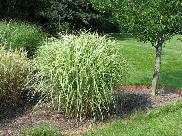 mulching miscanthus