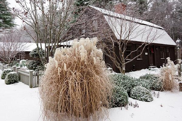 miscanthus en invierno