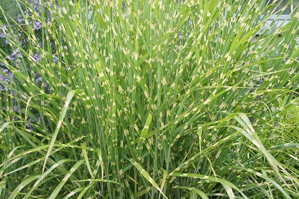 miscanthus en el campo