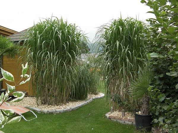 miscanthus gigante