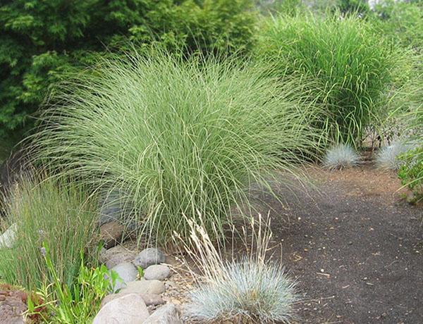 miscanthus chino