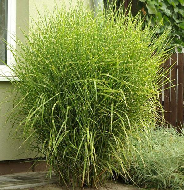 miscanthus zebrinus chino