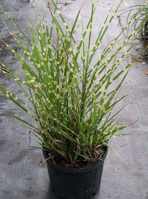 miscanthus estricto