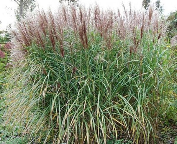 cascada de miscanthus