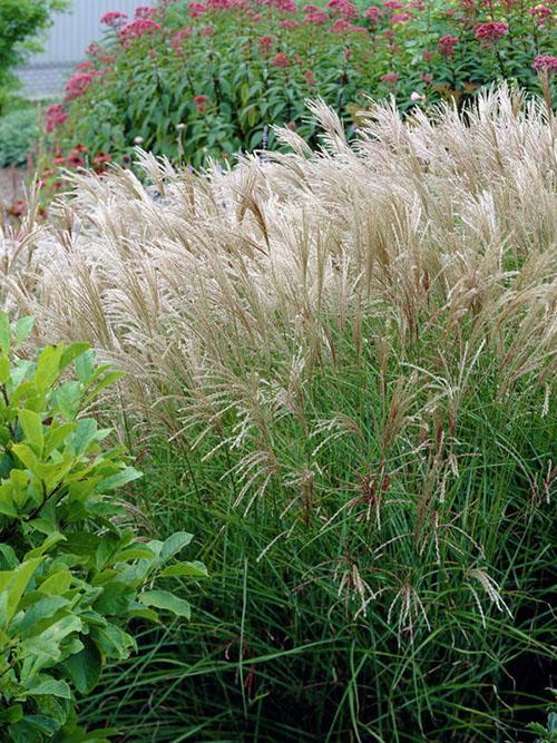 miscanthus sacarosa