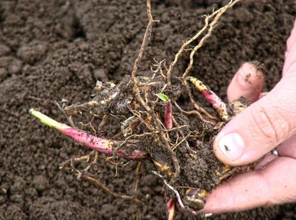 plantar miscanthus