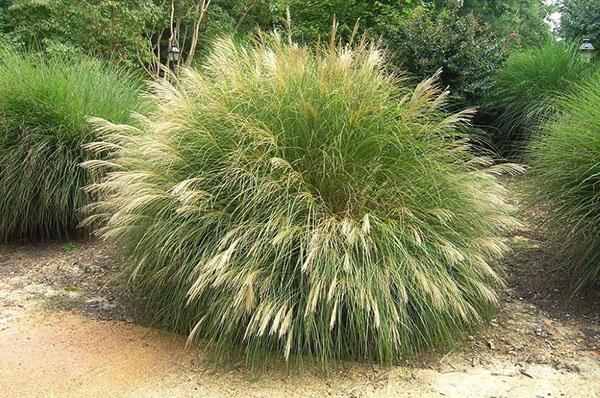 plantar y cuidar miscanthus al aire libre