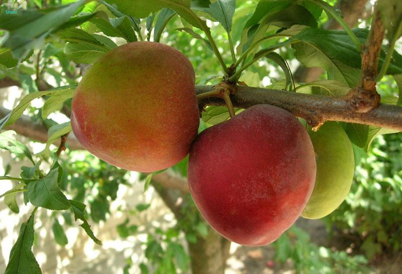 le fruit juteux et sucré du sharafuga