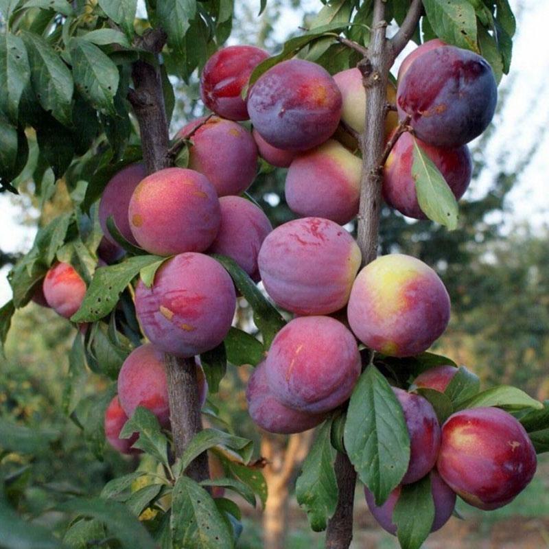 planter et entretenir l'arbre sharafuga