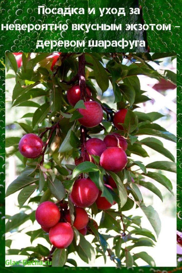 planter et entretenir l'arbre sharafuga