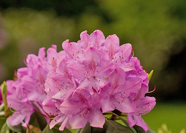 fleurs de rhododendrons